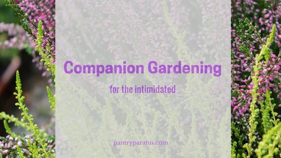 companion gardening for the intimidated